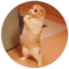 LOLCAT